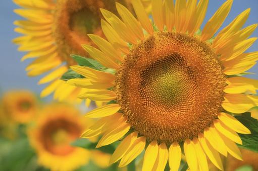 向日葵の花 正面 向日葵の花 正面 ひまわり畑,向日葵,夏の写真素材