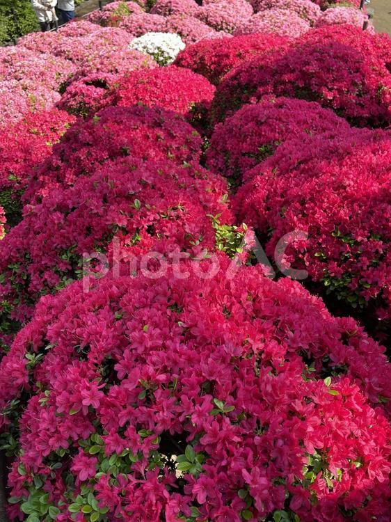 つつじまつり　つつじ苑 つつじ,躑躅,風景の写真素材