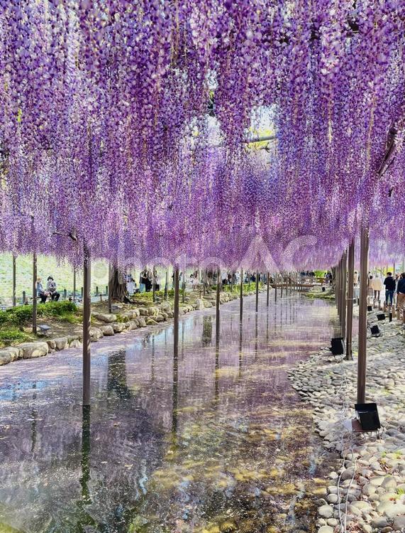 藤まつり 藤まつり,藤の花,藤の写真素材