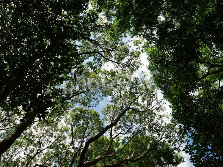 木　木漏れ日　青空 木,樹木,木漏れ日の写真素材