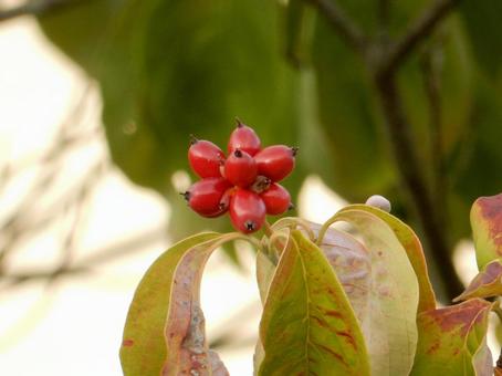 【花の写真】ハナミズキの実 【花の写真】ハナミズキの実 ハナミズキ,花水木,植物の写真素材