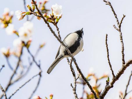 枝にとまるシジュウカラ 枝にとまるシジュウカラの写真