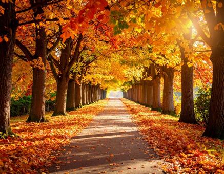 紅葉 秋色に染まった並木道4 紅葉 秋色に染まった並木道4の写真