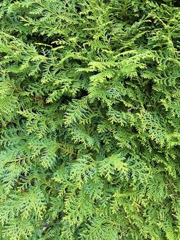 色鮮やかなヒバ テクスチャ,ヒバ,色鮮やかの写真素材