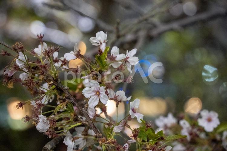 夜の浜松城公園の葉桜 葉桜,浜松城公園,公園の写真素材