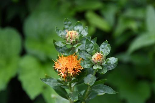 ベニバナの花とつぼみ ベニバナ,花,つぼみの写真素材