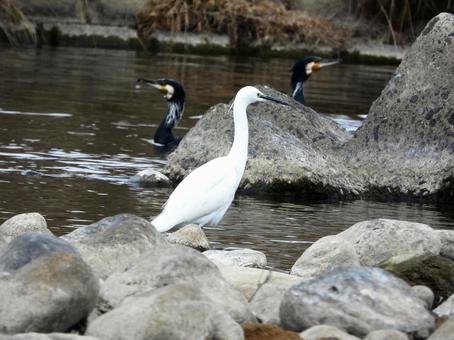 魚を狙うコサギと川鵜の写真