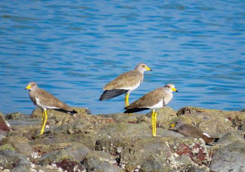 海辺に降り立ったケリの群れ 海辺に降り立ったケリの群れ ケリ,野鳥,動物の写真素材