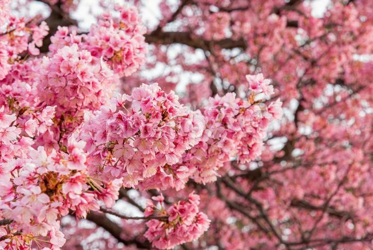 満開になった鮮やかな色の桜 さくら,ヒガンザクラ,春の写真素材