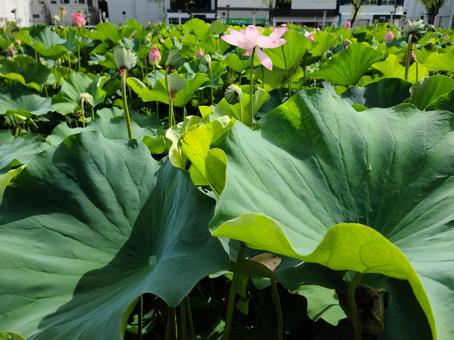 秋田にある美しい蓮の花畑 秋田にある美しい蓮の花畑 秋田,蓮,花畑の写真素材
