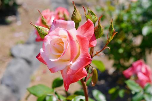 薔薇 ジェミニ 薔薇 ジェミニ 薔薇,ジェミニ,花の写真素材