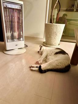 ポカポカヒーターは気持ちいいにゃあ 猫,ねこ,catの写真素材