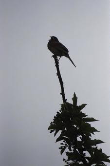 シルエットで歌う鳥 空,野鳥,空バックの写真素材