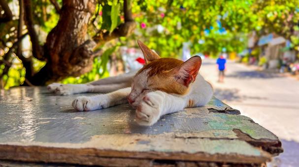 異国の島の猫(フィリピン) 異国の島の猫(フィリピン) 猫,cat,フィリピンの猫の写真素材