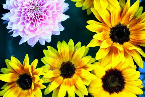 ひまわりとダリア ひまわり,ダリア,花の写真素材