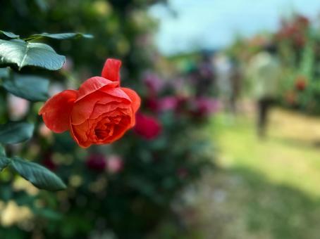 バラの花 バラの花の写真