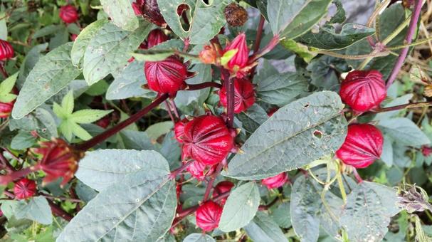 ローゼルの実と葉 ローゼル,赤い実,グリーンの写真素材