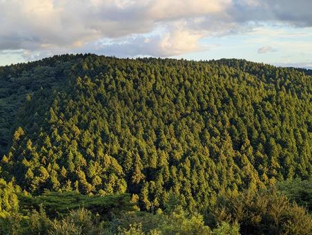 Photo, mountain, coniferous trees, landscape, 