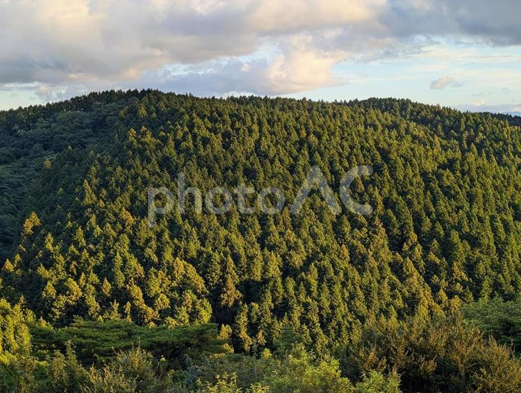 山の風景③ 山,針葉樹,風景の写真素材