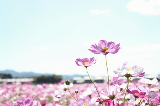 秋桜 秋桜 秋,季節,花の写真素材