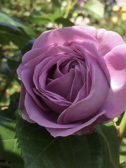 紫の薔薇 紫の薔薇 紫色,美,可憐の写真素材
