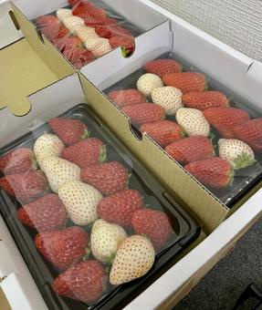 紅白いちご 紅白いちごの写真