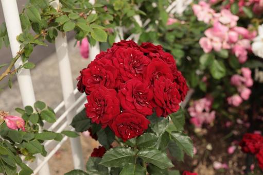 バラ園にて赤い薔薇を撮影しました バラ園にて赤い薔薇を撮影しましたの写真