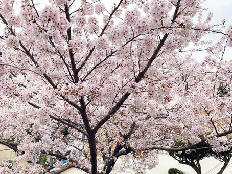 近所の桜が満開 近所の桜が満開の写真