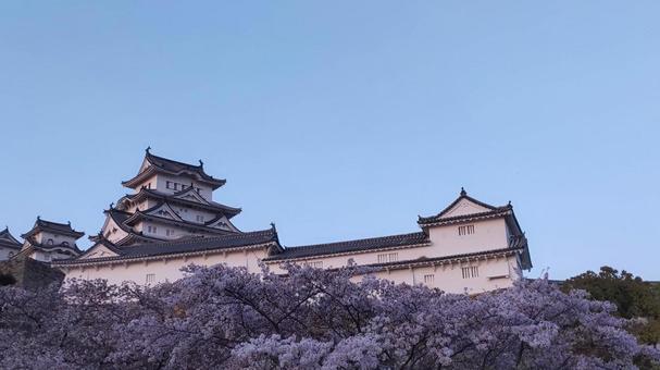 姫路城と満開の桜 姫路城と満開の桜 姫路城,城,桜の写真素材