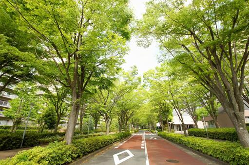 新緑-58 新緑-58の写真