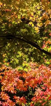 もみじ　紅葉 秋,もみじ,紅葉の写真素材