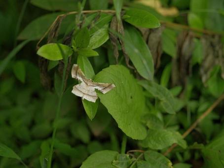ツマジロエダシャクの写真