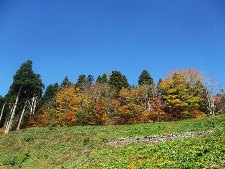 青空と紅葉 青空と紅葉 青空,紅葉,山あいの写真素材