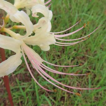 ヒガンバナ(彼岸花・曼珠沙華) ヒガンバナ(彼岸花・曼珠沙華)の写真