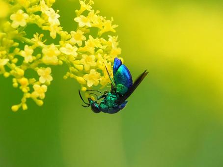 オオセイボウ② オオセイボウ② オオセイボウ,蜂,昆虫の写真素材