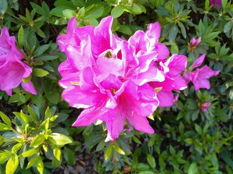 躑躅の花 躑躅の花の写真