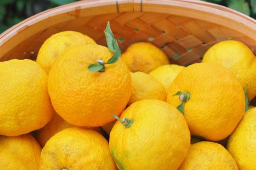 柚子　甘酸っぱい香り ゆず,柚子,冬の写真素材