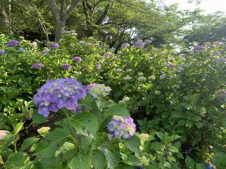 Hydrangea, JPG