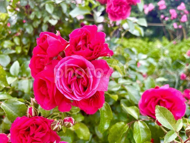 美しい赤いバラ カラフル,バラ,薔薇の写真素材