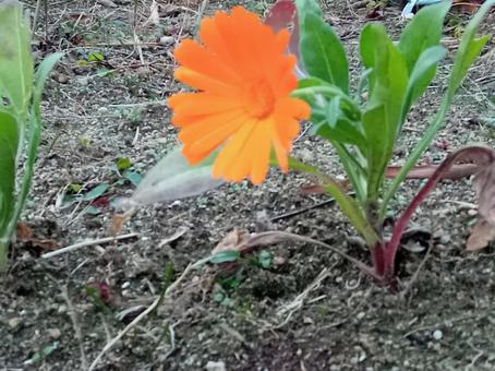 オレンジの花 オレンジの花の写真