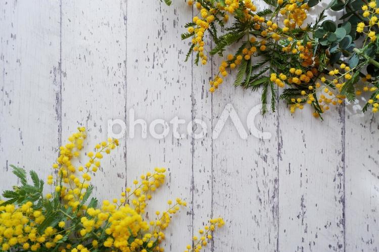 木目背景と満開のミモザの花 ミモザ,花,植物の写真素材
