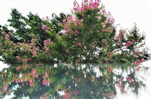 反射する花の写真