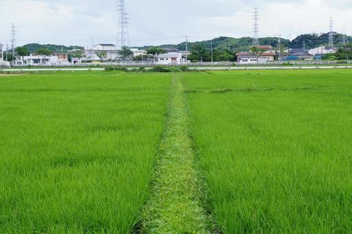水田風景 稲,風景,景色の写真素材