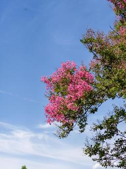 百日紅とトンボが舞う夏の青空 百日紅,サルスベリ,ピンクの花の写真素材