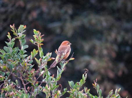 枝に留まるモズ 枝に留まるモズ モズ,野鳥,動物の写真素材