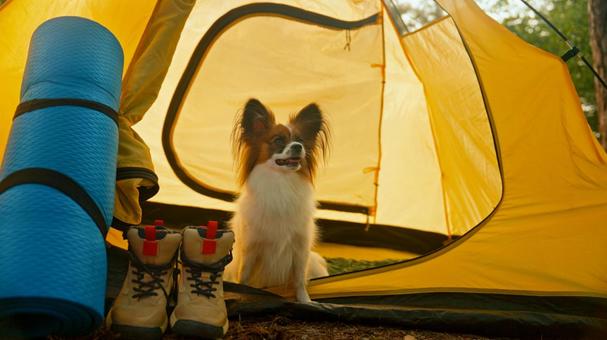 テントから出てくる犬 犬,パピヨン,お座りの写真素材