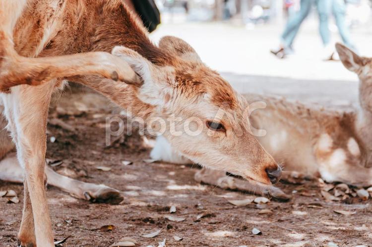 ちょっと耳痒いです 鹿,動物,保護の写真素材