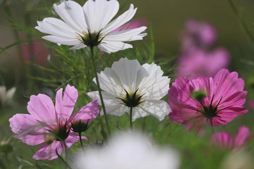 コスモス コスモス,ピンク色,公園の写真素材