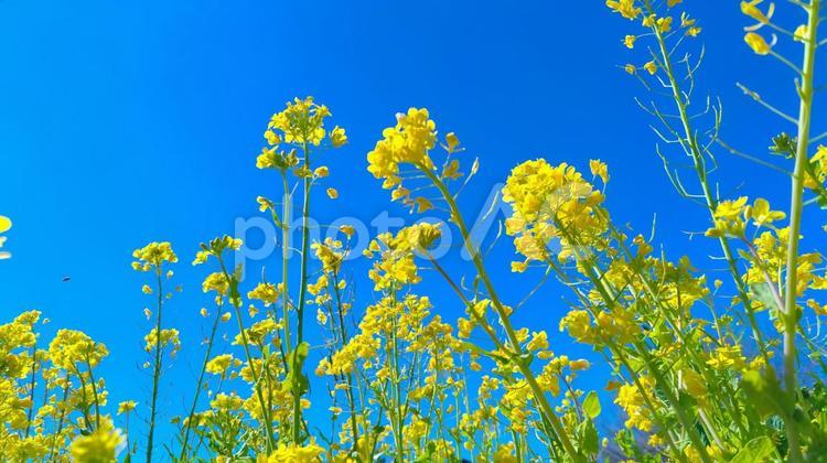 気分爽快な春の青空と一斉に芽吹いた菜の花 春,菜の花,青空の写真素材