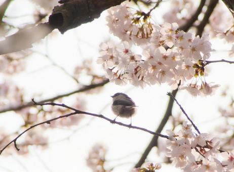 エナガとソメイヨシノ エナガとソメイヨシノの写真